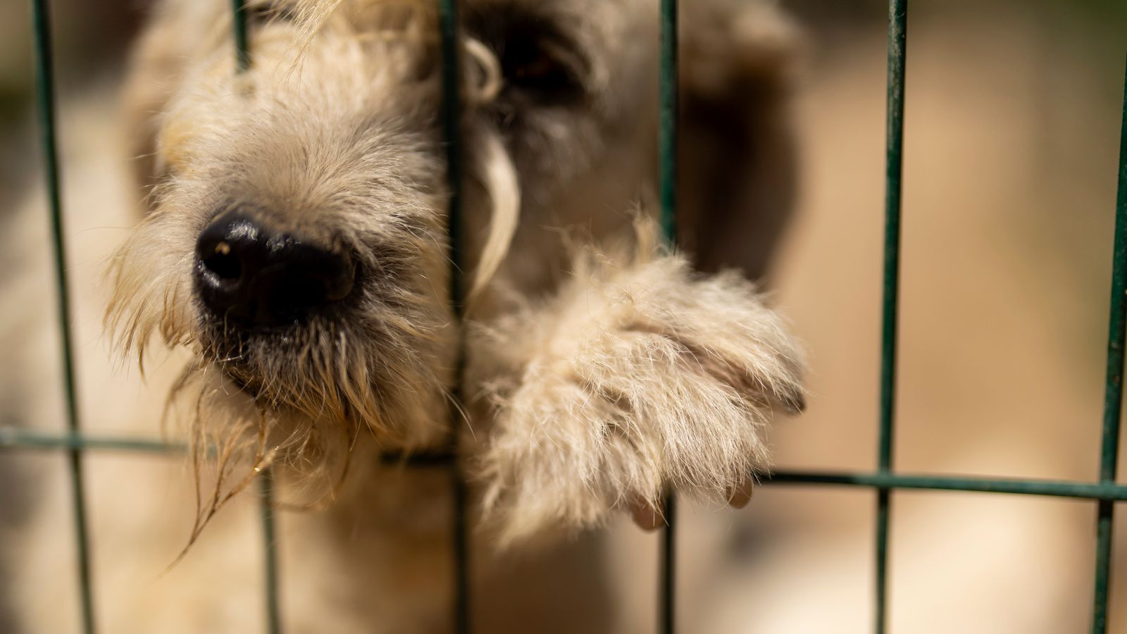 Thousands protest against Turkish stray dog bill amid fears it will lead to mass killing of animals - Sky News