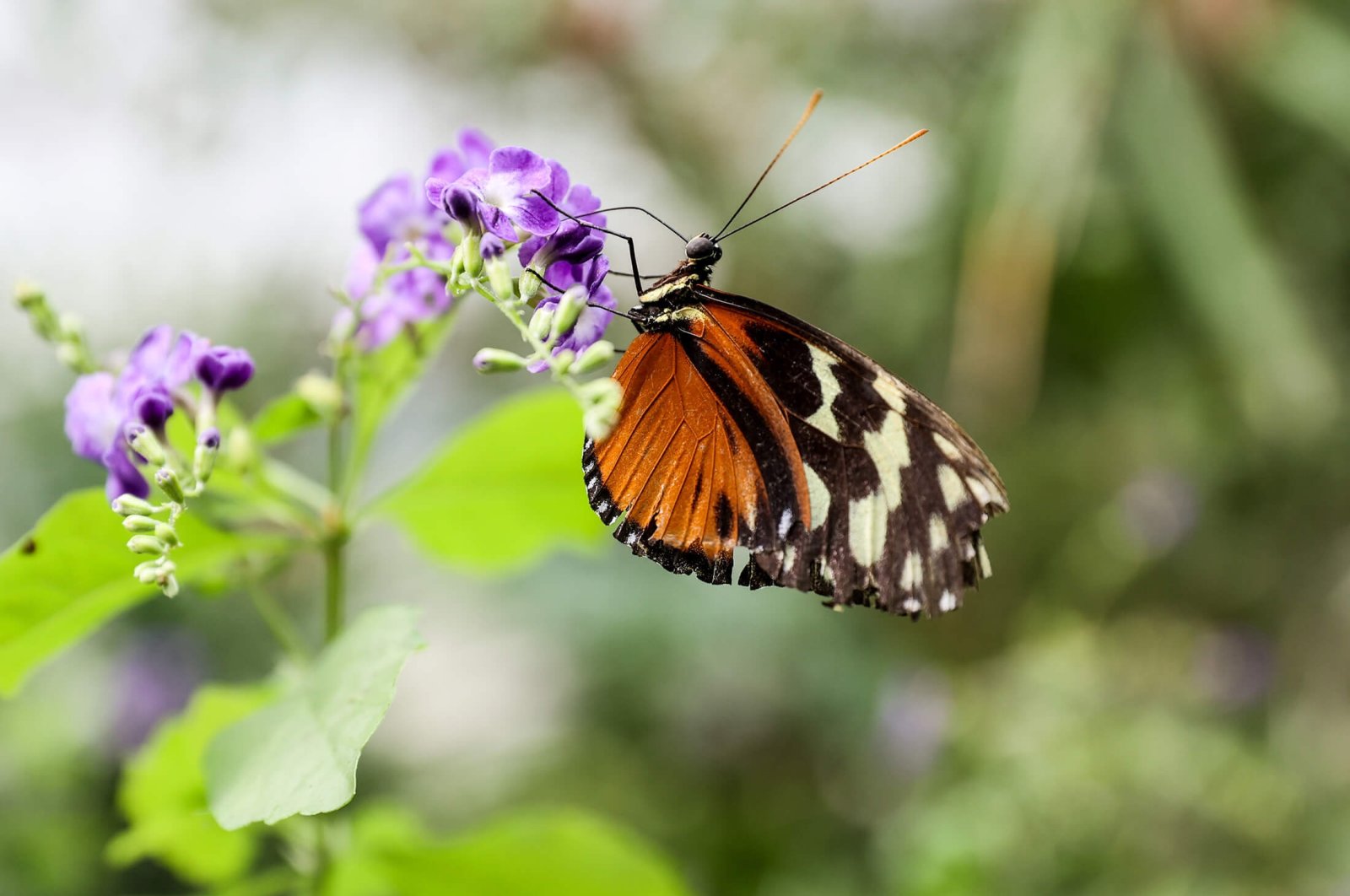 Istanbul's butterfly heaven features unique species, special climate | Daily Sabah - Daily Sabah