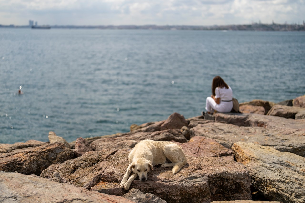 Türkiye, büyük bir sokak köpeği nüfusunu düzenlemeyi planlıyor, kitle katliamları konusunda korkuları artırıyor