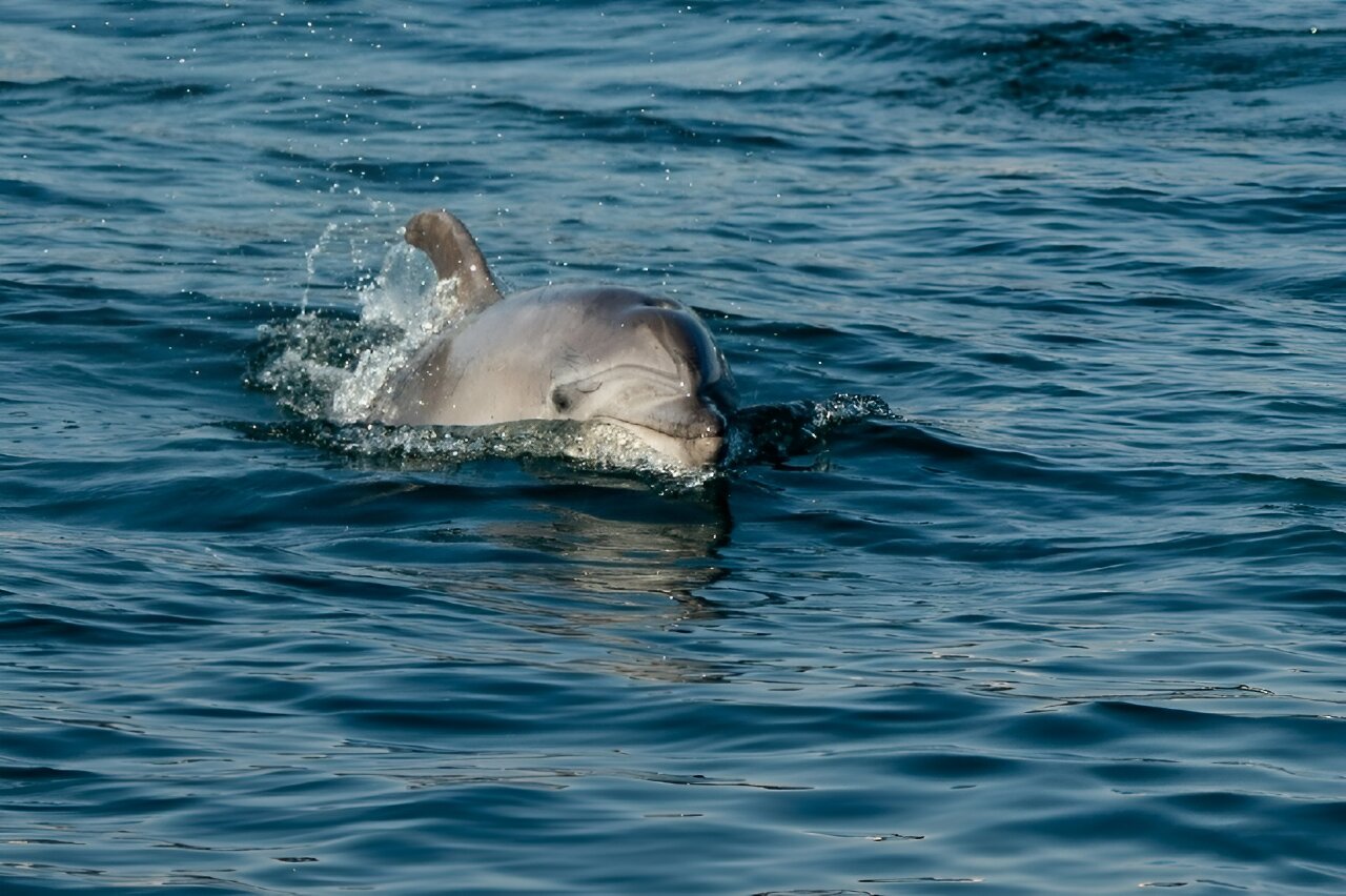 Dolphin cruises help Istanbul treasure its Bosphorus bottlenoses - Phys.org